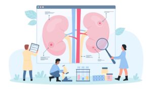 Cartoon illustration of clinical researchers analysing kidneys for chronic kidney disease treatments